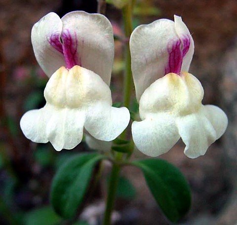 White Spanish Perennial Snapdragon 50 Seeds White Spanish Perennial Snapdragon 50 Seeds