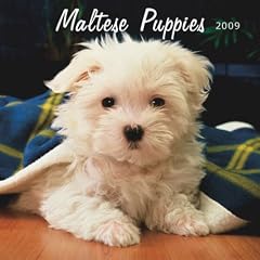 Maltese Puppies 2009 7X7 Mini Wall Calendar