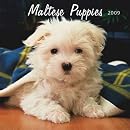 Maltese Puppies 2009 7X7 Mini Wall Calendar