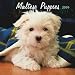 Maltese Puppies 2009 7X7 Mini Wall Calendar
