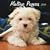 Maltese Puppies 2009 7X7 Mini Wall Calendar