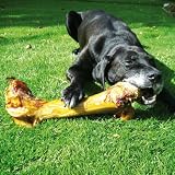 Schecko-Fit Dino Knochen, 50-60cm, 2 kg