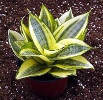 Creme & Green Dwarf Snake Plant - Impossible to kill!