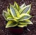 Creme & Green Dwarf Snake Plant - Impossible to kill!