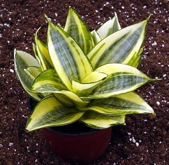 Creme & Green Dwarf Snake Plant - Impossible to kill!