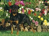 Ravensburger - Puzzle - Rottweiler - 500 Pièces