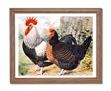 Exotic Dark Dorkings Chicken Animal Home Decor Wall Picture Oak Framed Art Print
