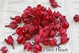 ~Coco Heart~　　フヨウの実　レッド　50個セット （木の実・ドライフラワー）