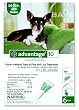 Advantage Topical Flea Treatment for Dogs up to 10 Lbs (6 Applications)
