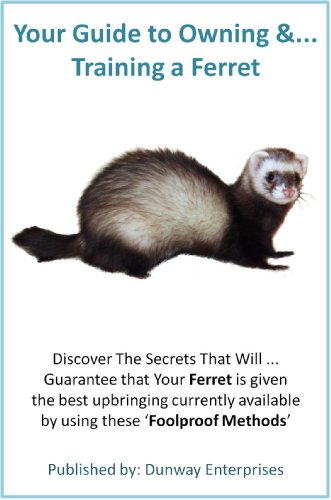 ferret care