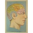 Phrenology Brain view vintage anatomical image Cavallini Gift Wrap or Decoupage paper