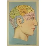Phrenology Brain view vintage anatomical image Cavallini Gift Wrap or Decoupage paper