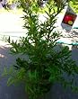 Angel Red Pomegranate Tree, Two Gallon Container