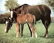 Horse Colt Art Print POSTER Animal Family Ranch - 13x19