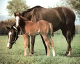 Horse Colt Art Print POSTER Animal Family Ranch - 13x19