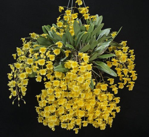 Dendrobium aggregatum- Fragrant Species! Fantastic- Easy to grow! Must have! Orchid Plant Dendrobium aggregatum- Fragrant Species! Fantastic- Easy to grow! Must have! Orchid Plant