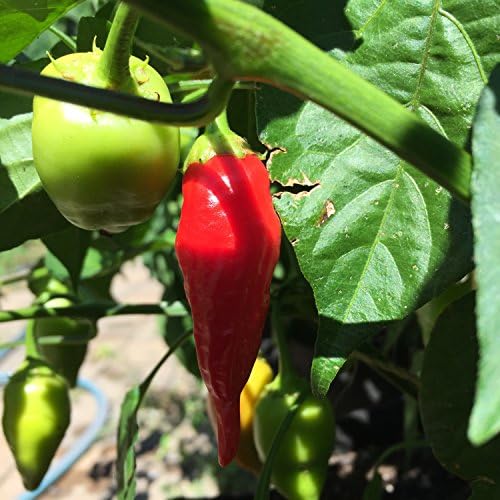 Wayland Chiles Aji Benito Grown in The USA, 20 Seeds