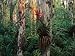 A Cardinal Air Plant Hangs on the Trunk of a Bald Cypress Tree Photographic Poster Print by Jeff Foott, 12x16