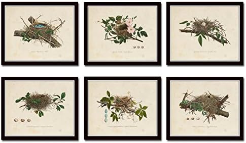 Vintage Bird Nest Print Set No. 1 Set of 6 Giclee Nest Prints Home Decor Wall Art - Unframed - Nature Decor, Vintage Prints, Nature Wall Decor, Bird Art, Vintage Art Prints, Vintage Bird Prints