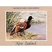 Professionally Framed Adele Earnshaw (Duck Stamp, New Zealand) Art Poster Print - 18x24 with RichAnd
