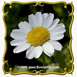 Creeping Daisy (Chrysanthemum paludosum) Jumbo Wildflower Seed Packet - 2000 Seeds