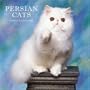 Persian Cats 2008 Square Wall Calendar (Multilingual Edition)