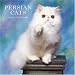  - Persian Cats 2008 Square Wall Calendar