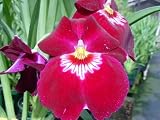 Miltoniopsis Bert Field red orchid near blooming size