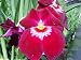 Miltoniopsis Bert Field red orchid near blooming size