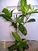 Fragrant Cestrum Nocturnum Night Blooming Jasmine ~ Live Plant