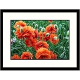 Great American Picture IS636274 Icelandic Poppies Framed Photograph
