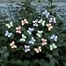 Smart Solar 3705MR20 Solar Light String, 20 Multi Color LEDs with Translucent Butterfly Covers