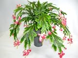 40cm Potted Artificial Silk Christmas Cactus Plant ~ Office Plant with Pot ~ Home & Kitchen Decoration