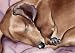 Dachshund Dog Art Print Signed by Artist DJ Rogers