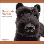 Scottish Terrier 2009 Calendar