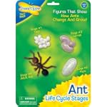 Figurines m�tamorphose Fourmis