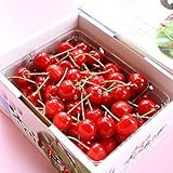 ロイヤルガストロ 【特秀Lサイズ】極上さくらんぼ佐藤錦(バラ詰め/約500g/山形県産)【のし対応】【お中元ギフト】