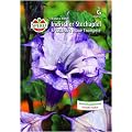 Engelstrompete (Stechapfel) violettblau