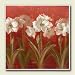 Kitchen & Housewares : White Amaryllis On Red, Set of 4 Absorbent Ceramic Coasters