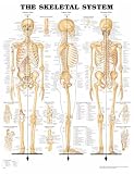 The The Skeletal System Anatomical Chart