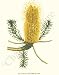 Botanical Flower Print: Banksia, Heath-leaved