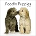 Search : Poodle Puppies 2010 Mini Wall