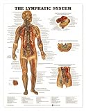 Lymphatic System Anatomical Chart Laminated-8937PL1.5
