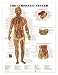 Lymphatic System Anatomical Chart Laminated-8937PL1.5