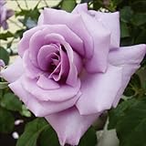 国華園　バラ苗　マダムヴィオレ　1株