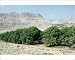 Photographic Prints of AL-1829 Avocado Tree - tree plantatin from Ardea Wildlife Pets