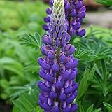 宿根ルピナス：ギャラリーブルー（パープル）3号ポット 4株セット