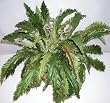 Double Potted Bird's Nest Fern Bush
