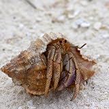 Hermit Crabs Make Fun Pets