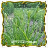 1 Oz Common Cattail Sedge (Carex typhina) Bulk Seeds